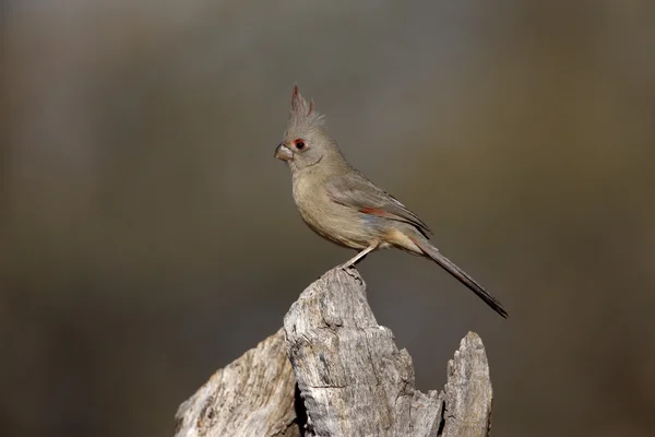 Pyrrhuloxia, Cardinalis sinuatus — Stock Photo, Image