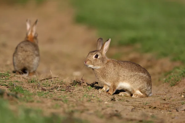 Rabbit, Oryctolagus cuniculus — Stock Photo, Image