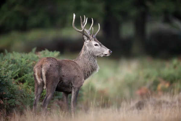 Jelen, cervus elaphus — Stock fotografie