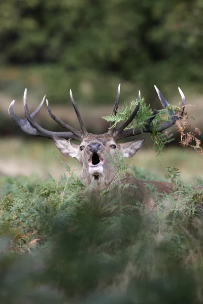 Veado Vermelho, Cervus elaphus — Fotografia de Stock