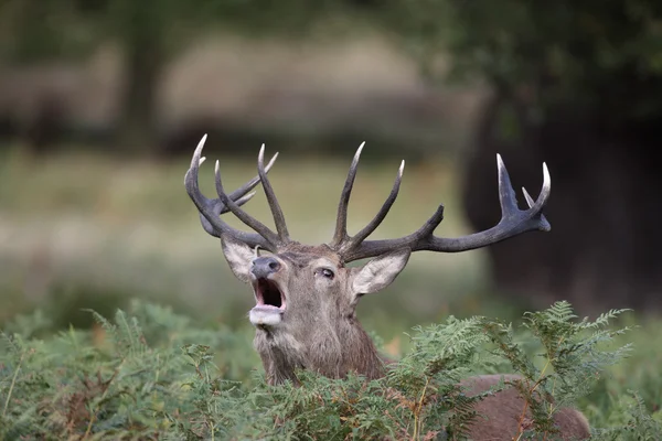 Veado Vermelho, Cervus elaphus — Fotografia de Stock