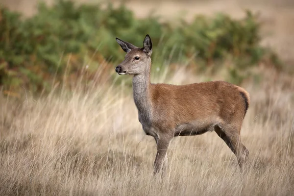 Rothirsch, Cervus elaphus — Stockfoto