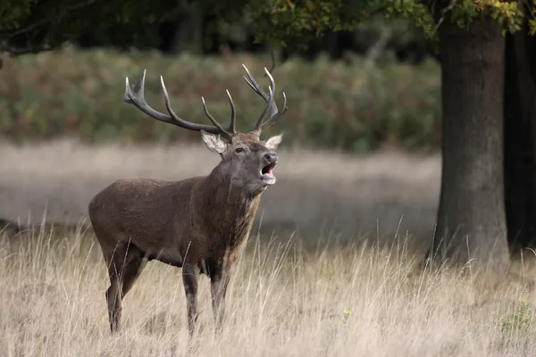 Jeleń czerwony, Cervus elaphus — Zdjęcie stockowe