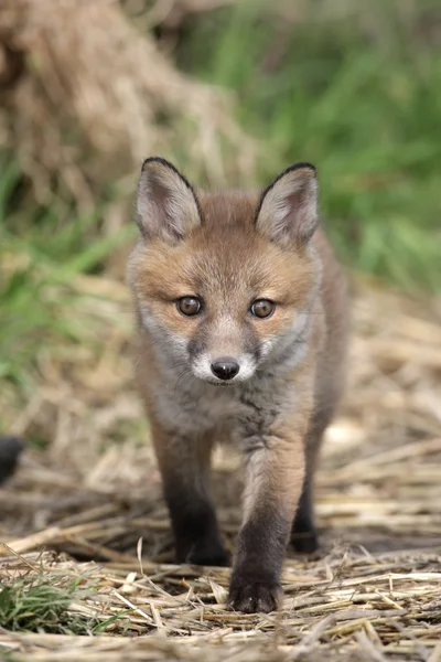 Rode Vos, Vulpes vulpes — Stockfoto