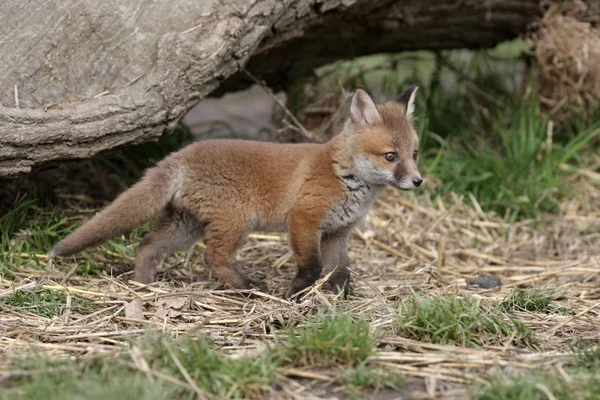 Volpe rossa, Vulpes vulpes — Foto Stock