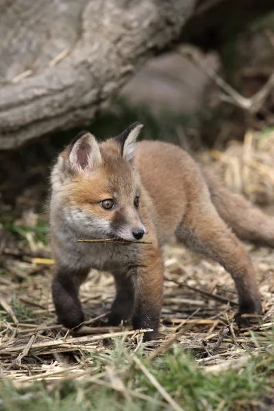 Rotfuchs, Vulpes vulpes — Stockfoto