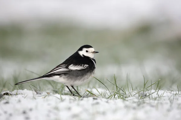 Svartvit Gulärla, motacilla alba yarrellii — Stockfoto