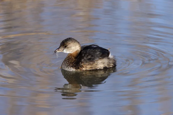 Tjocknäbbad dopping, podilymbus podiceps — Stockfoto