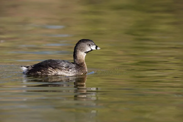 Grebe-de-bico-torrado, Podilymbus podiceps — Fotografia de Stock