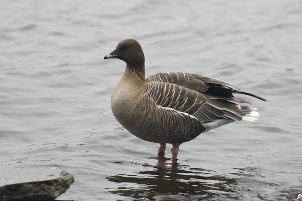 Oie à pieds roses, Anser brachyrhynchus — Photo