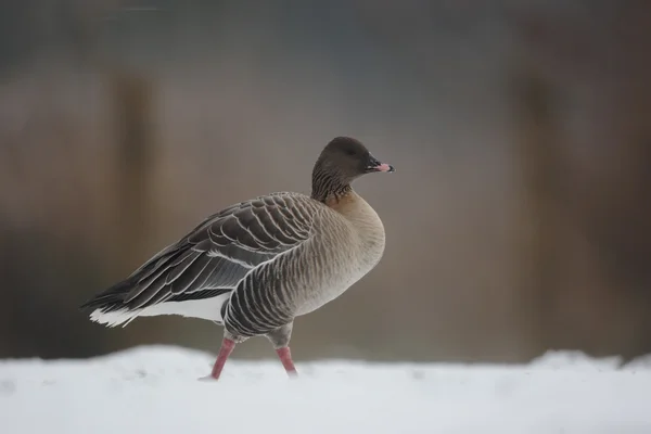 粉红色脚鹅、 大雁 brachyrhynchus — 图库照片