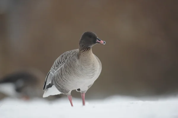 粉红色脚鹅、 大雁 brachyrhynchus — 图库照片