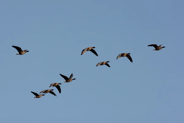 Pink-footed goose, Anser brachyrhynchus — Stock Photo, Image