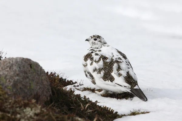 Pernice bianca, lagopus mutus — Foto Stock