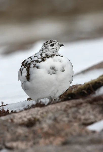 Pernice bianca, lagopus mutus — Foto Stock