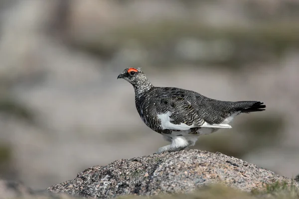 Ptarmigan, Lagopus mutus — стокове фото