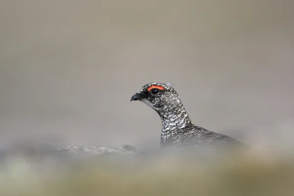 Alpensneeuwhoen, lagopus mutus — Stockfoto