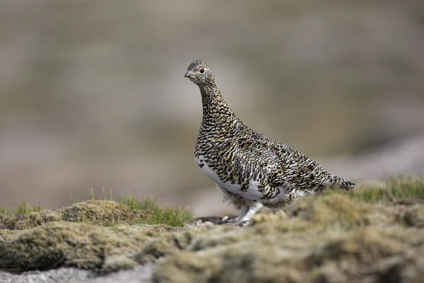 Ptarmigan, Lagopus mutus — Stock Photo, Image