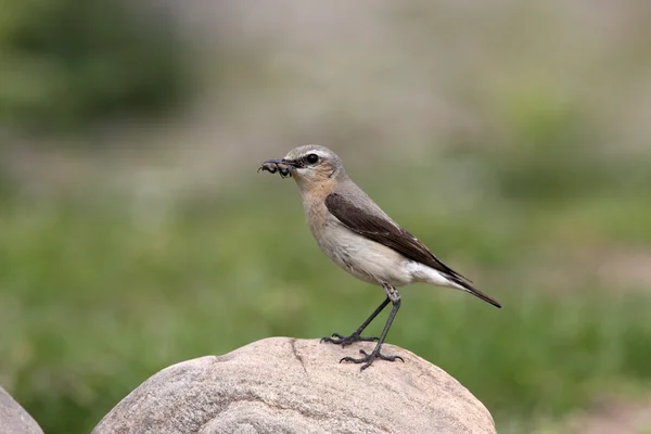 Wheatear del Norte, Oenanthe Oenanthe —  Fotos de Stock