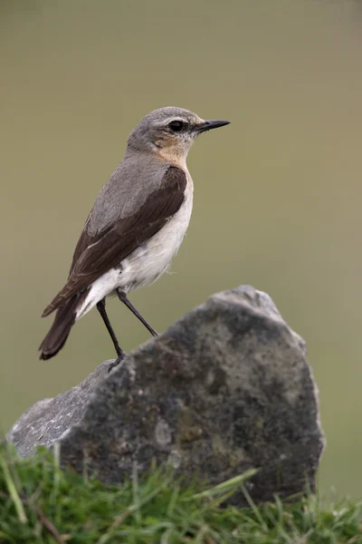 Norra stenskvätta, oenanthe oenanthe — Stockfoto