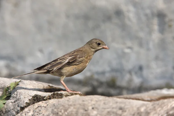 Ortolan bunting, Emberiza hortulana — Stock Photo, Image