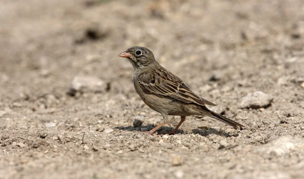 Ortolaan, emberiza hortulana — Stockfoto