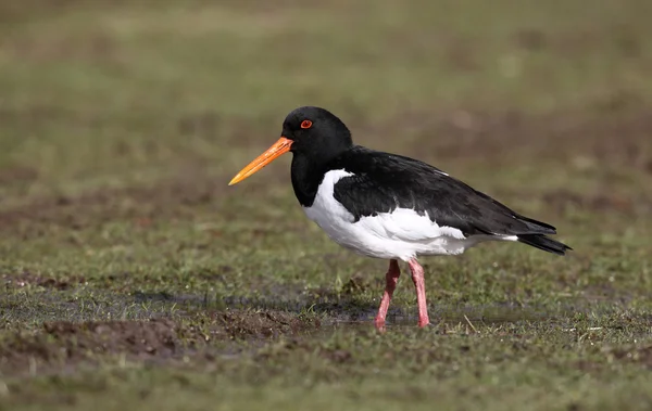 Oystercatcher, Haematopus ostralegus — Stock Photo, Image