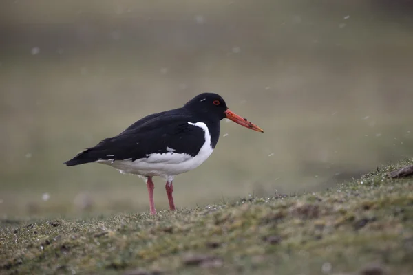 Huîtrier pie, haematopus ostralegus — Photo