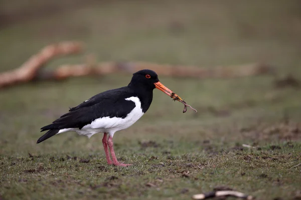 Ústřičník, haematopus ostralegus — Stock fotografie