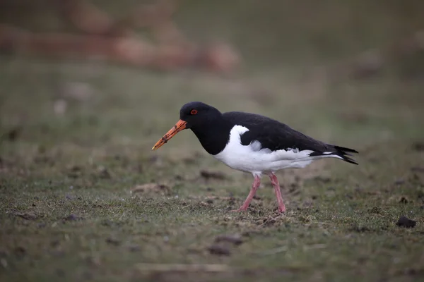 Ústřičník, haematopus ostralegus — Stock fotografie