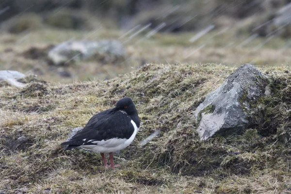 Huîtrier pie, haematopus ostralegus — Photo