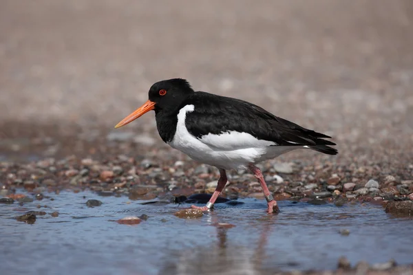 Ostraceiro, haematopus ostralegus — Fotografia de Stock