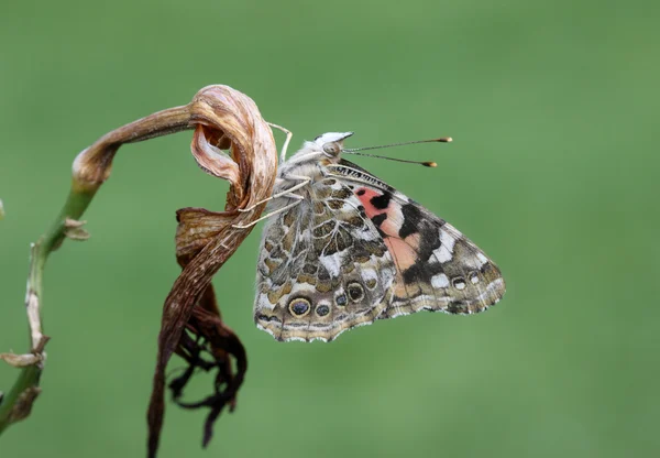 Бабочка, Ванесса Кардуи — стоковое фото