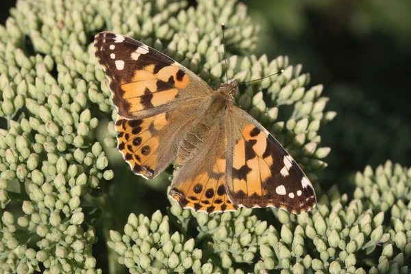Painted lady butterfly, Vanessa cardui — Stock Photo, Image