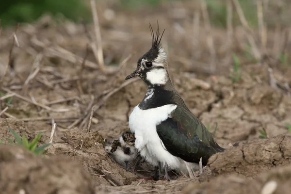 Northern lapwing, Vanellus vanellus — Stock Photo, Image