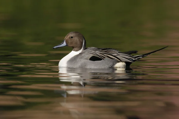 Pintail do Norte, Anas acuta — Fotografia de Stock