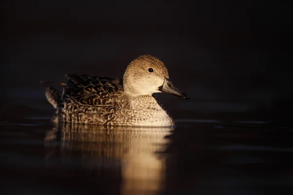 Norte de Pintail, Anas acuta — Foto de Stock