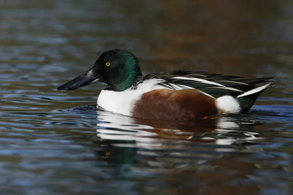 Slobeend, anas clypeata — Stockfoto