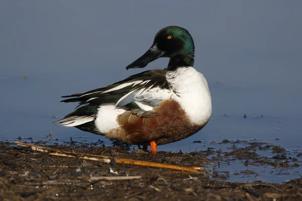 Slobeend, anas clypeata — Stockfoto