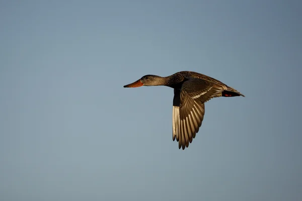 Northern shoveler, Anas clypeata — Stock Photo, Image