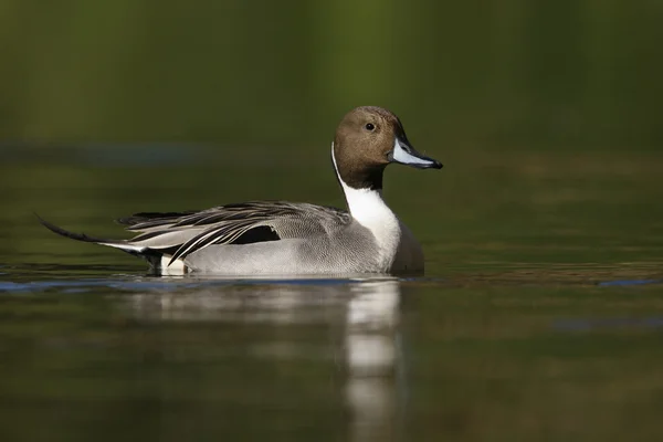 Norte de Pintail, Anas acuta Imágenes De Stock Sin Royalties Gratis