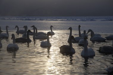 ötücü kuğu, kuğu Kuğu