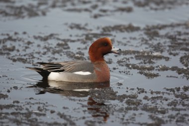 Wigeon, Anas penelope