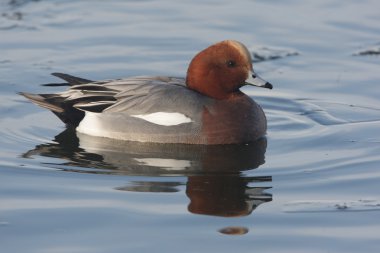 Wigeon, Anas penelope