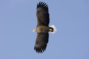 zee-zeearend, haliaeetus albicilla