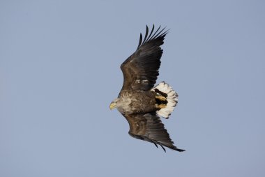zee-zeearend, haliaeetus albicilla