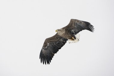 zee-zeearend, haliaeetus albicilla