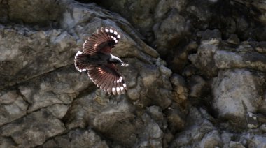 Duvartırmaşık kuşugiller, tichodroma muraria,