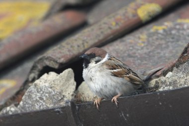 ağaç serçesi, passer montanus