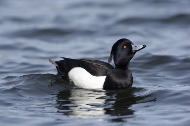 Ördek tüyü, Aythya fuligula